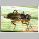 Megamerinidae sp - Borkenfliege 01.jpg